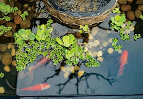 魚池植物|錦鯉魚池應該種什麼植物又美觀又淨水